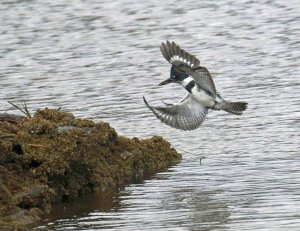 Belted Kingfisher