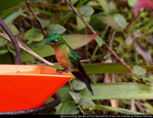 Long-tailed sylph