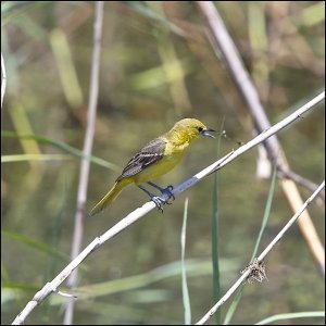 Orchard Oriole (female)