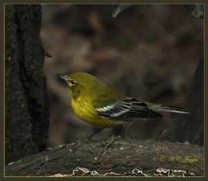 Pine Warbler