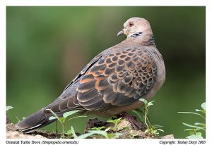 Oriental Turtle Dove