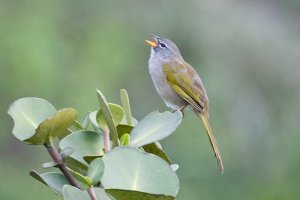 Pale-throated Pampa-finch