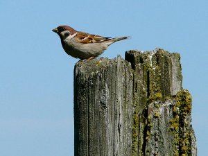 Tree Sparrow