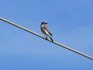 Red-backed Shrike