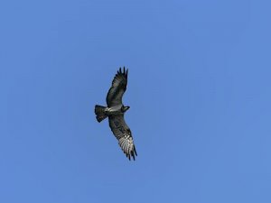 Osprey