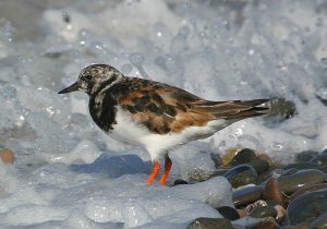 Turnstone