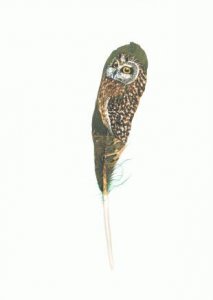 Short eared owl