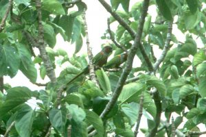 Pfrimer's Parakeet