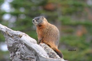 Yellow-bellied Marmot