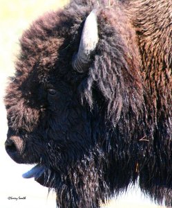 Bison