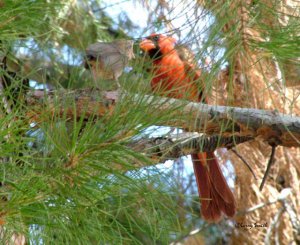 Northern Cardinal