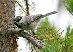 Mountain Chickadee