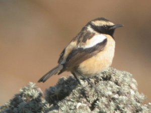 Buff Streaked Chat