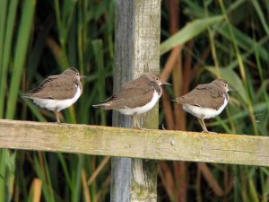 Three Wise Sandpipers