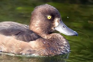 Tufted Duck