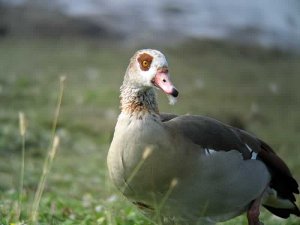 Is This a Bearded Goose!