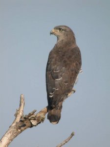 Southern Banded Snake Eagle