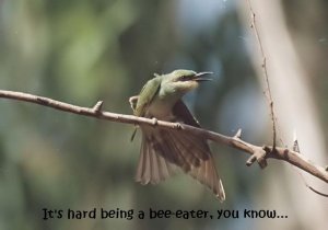 Tired Bee-eater juvenile