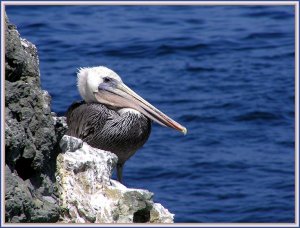 Brown Pelican on Rocky Perch