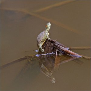 Red-eared Slider