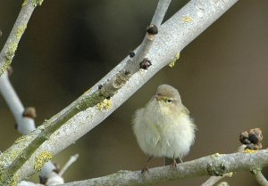 Garden Image Birders !!!