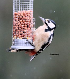 Woodpecker female