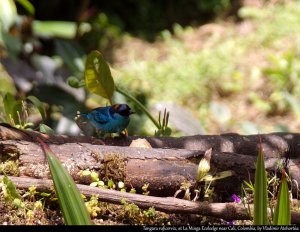 Golden naped tanager