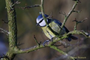 Blue Tit