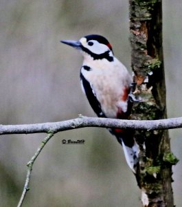 Woodpecker Male