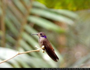 Brown violet - ear hummingbird