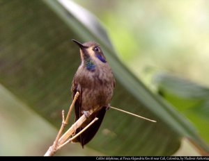 Brown violet - ear hummingbird