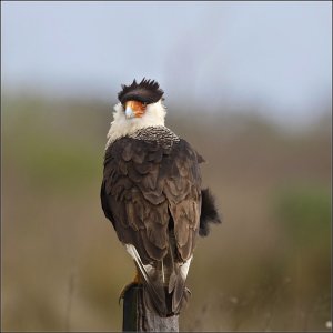 Crested Caracara