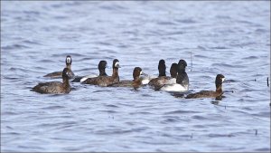 Lesser Scaups