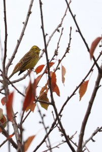 Yellowhammer