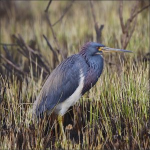 Tricolored Heron