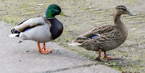 Male and Female Mallard