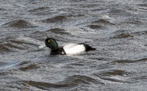 Greater Scaup