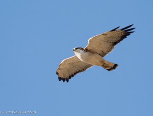 Variable Hawk Female