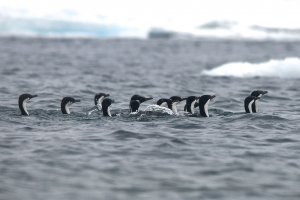 Antarctic Shag 3