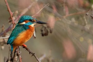 European Kingfisher