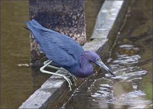 Little Blue Heron