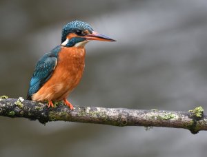 Kingfisher