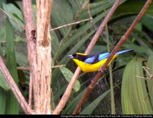 Blue winged mountain tanager