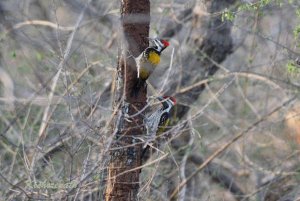 Lesser Goldenback Woodpeckers