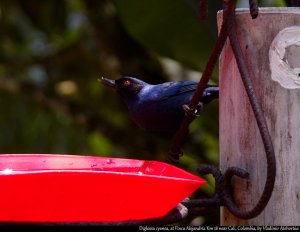 Masked flowerpiercer