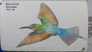 Blue Tailed Bee Eater