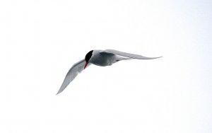 Antarctic Tern 1