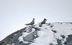 Antarctic Tern 3&4