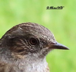 Dunnock