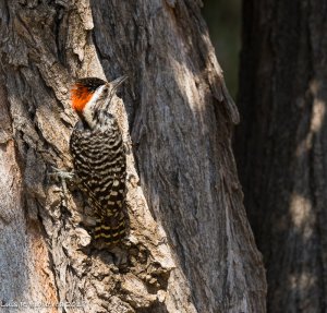 Striped Woodpecker Male